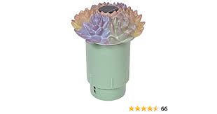 Succulent Garden Solar Light up Pool Chlorinator